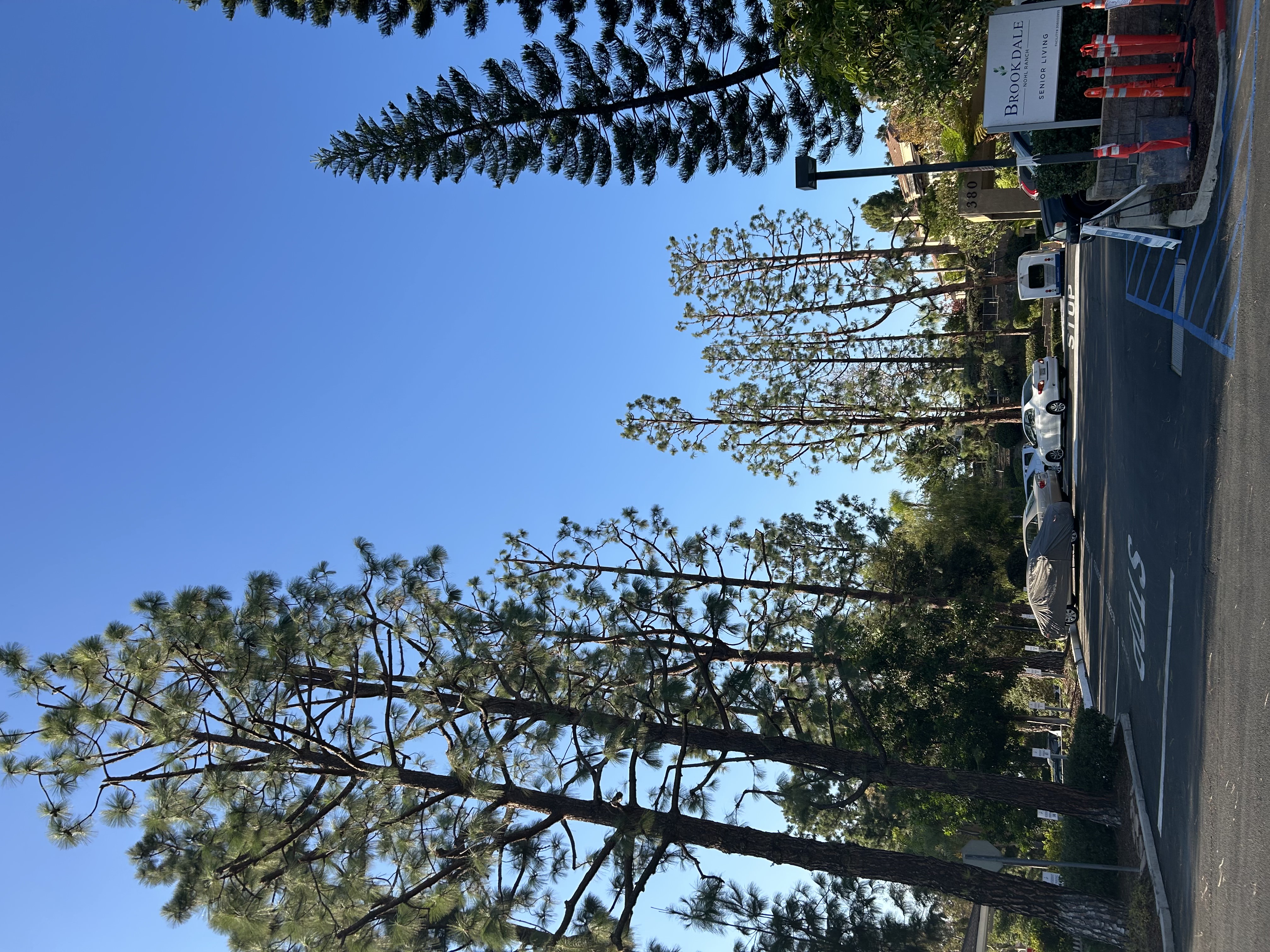 Sunlight through trees