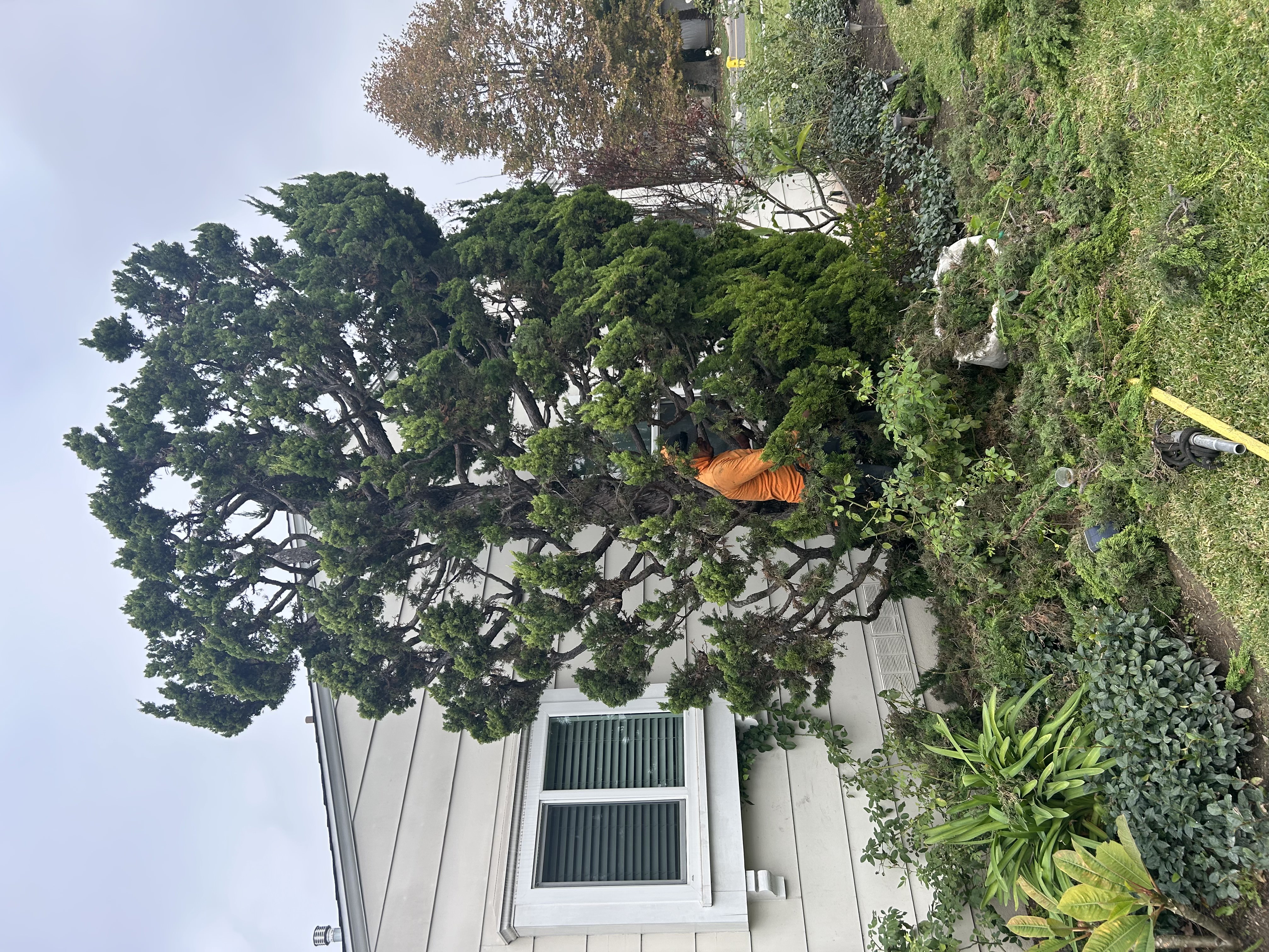 Arborista certificado trabajando