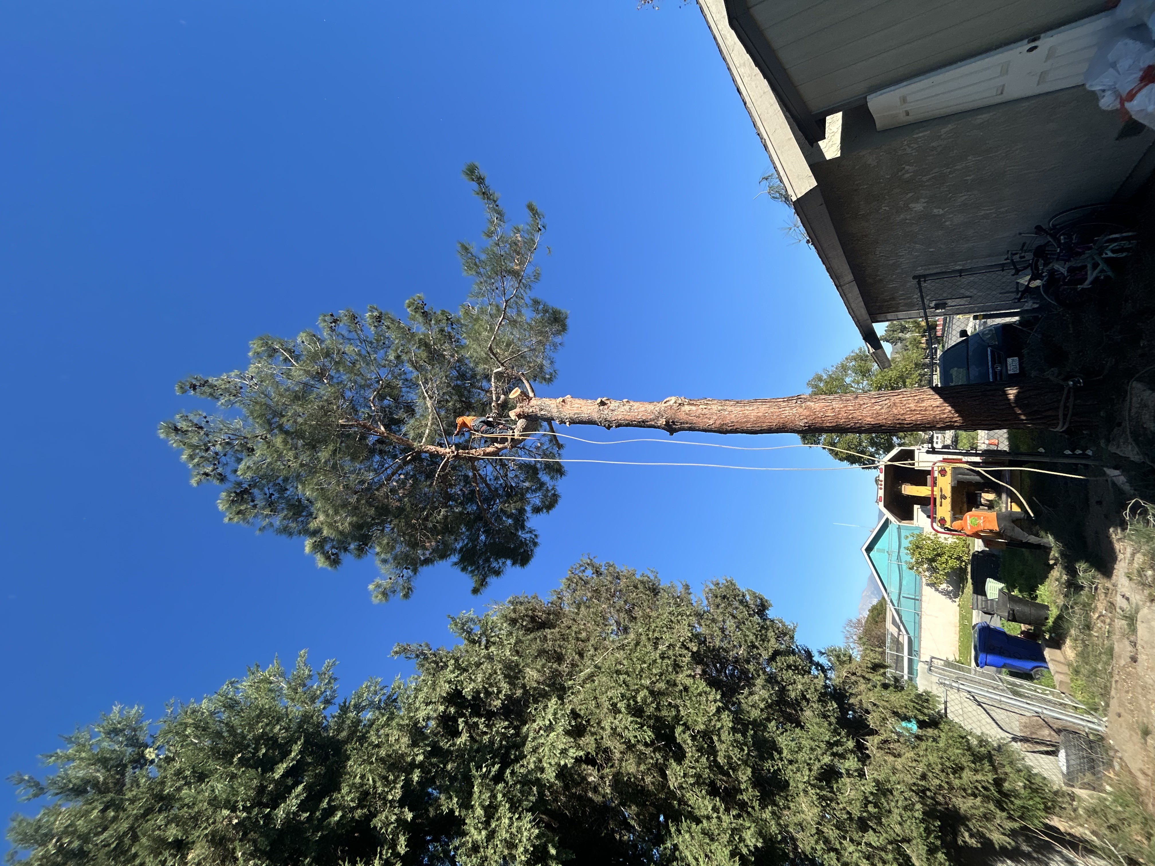 Tree trimming